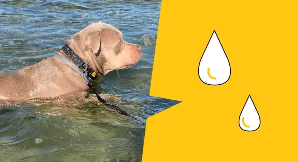 Jak pływać pieskiem: Proste kroki, aby uniknąć błędów i nauczyć się efektywnie