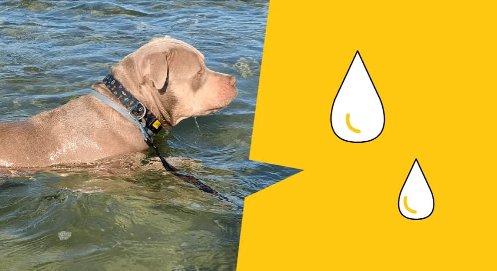 Jak pływać pieskiem: Proste kroki, aby uniknąć błędów i nauczyć się efektywnie