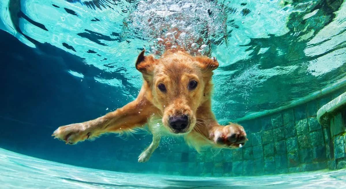Jak nauczyć psa pływać bez stresu i z pozytywnym efektem